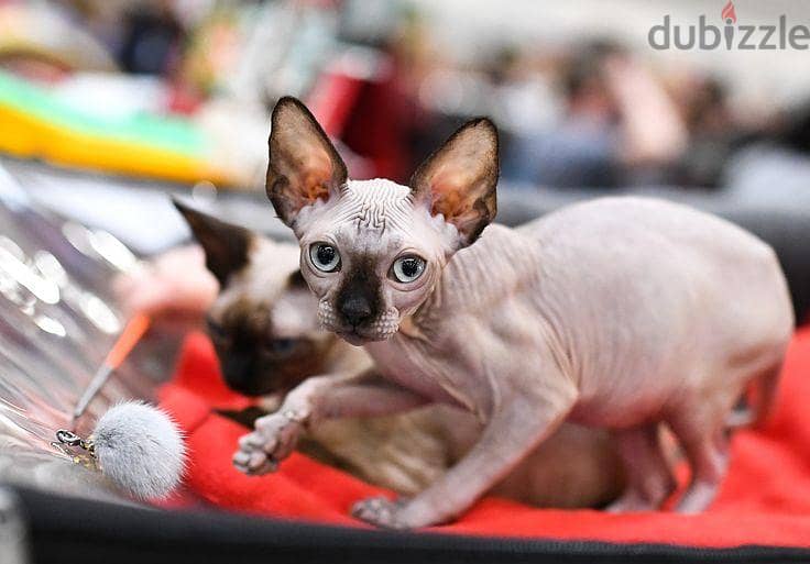 Sphynx cat 1
