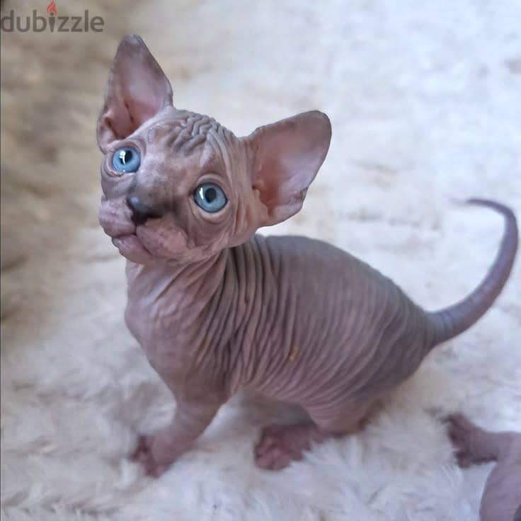 Sphynx cat 2