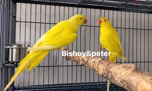 زوج دره لاتيني شغال