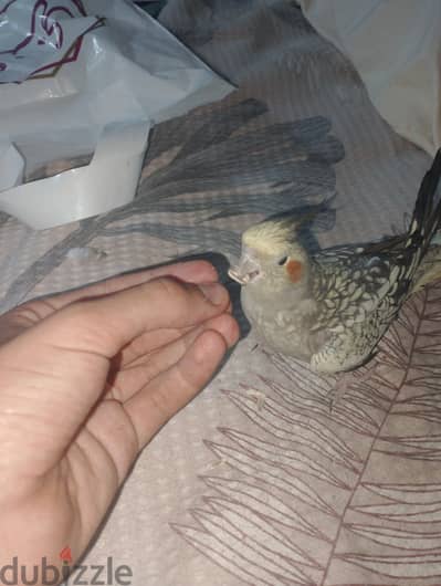 ذكر كوكتيل ايزابيل اليف