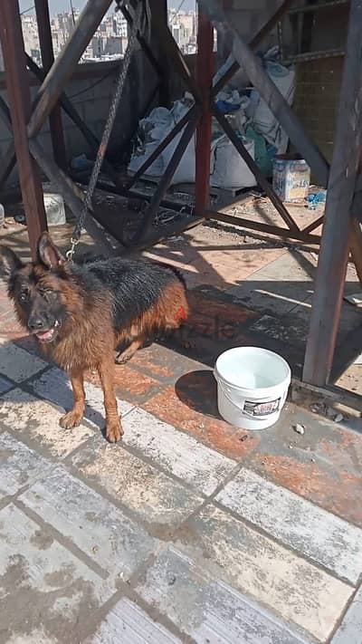 german shepherd