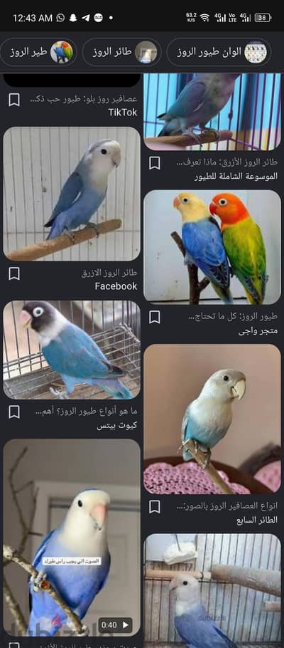 مطلوب روز أو فيشر  تاكيل يدوي