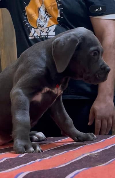 جراوي كاني كورسو Cane Corso