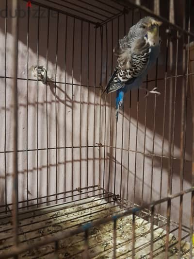 طيور زينه