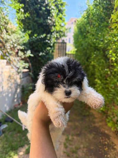 griffon dog