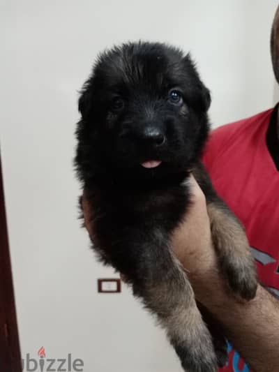 German shepered