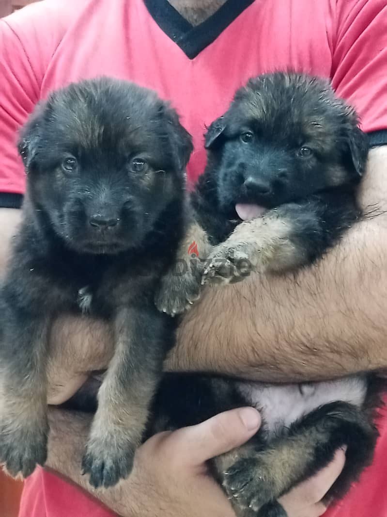 German shepered 1