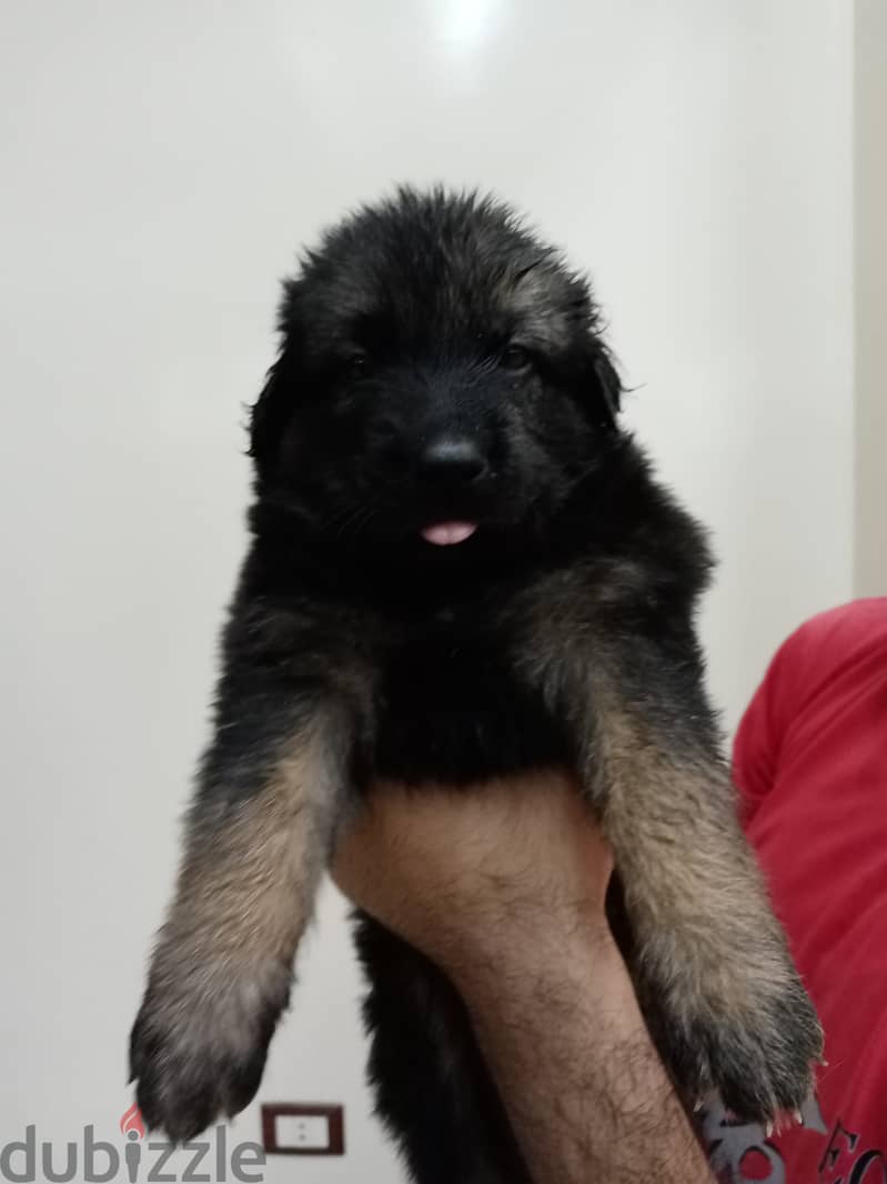 German shepered 2