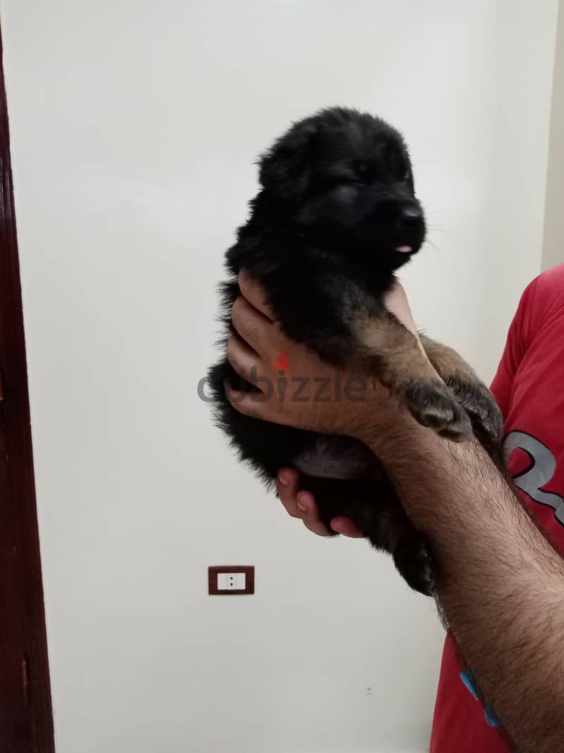 German shepered 3