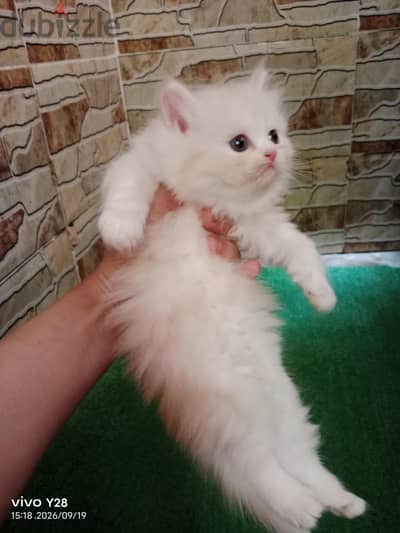 قطه للبيع