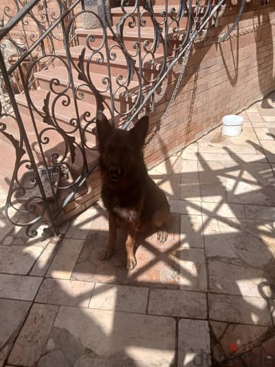 male german sheperd for sale