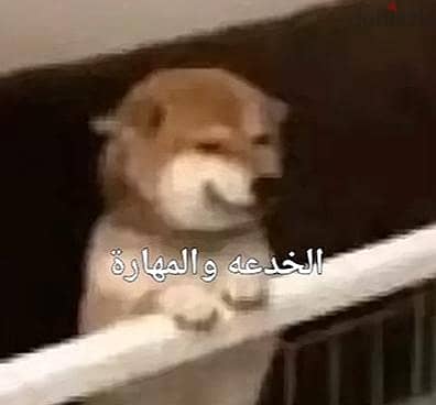 عايز كلب للتبني في اسكندريه