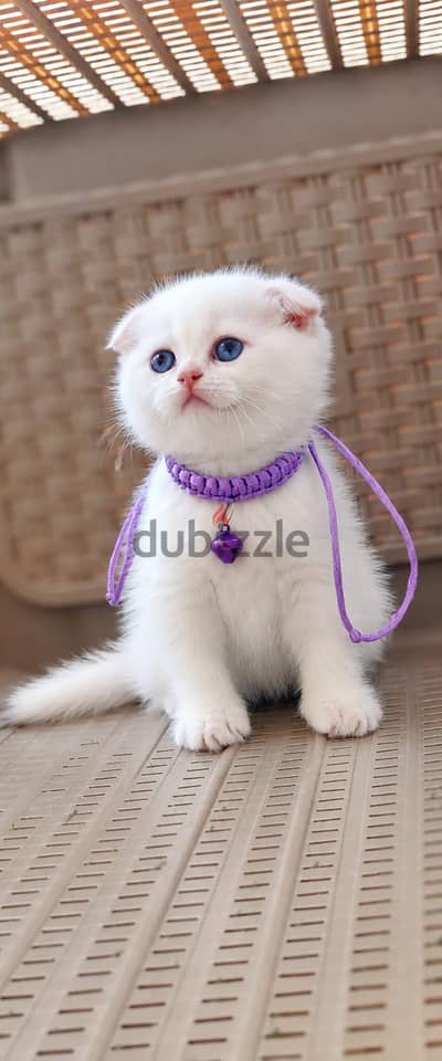Scottish fold female ny1233