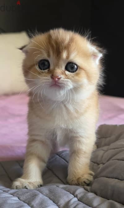 British cats offer