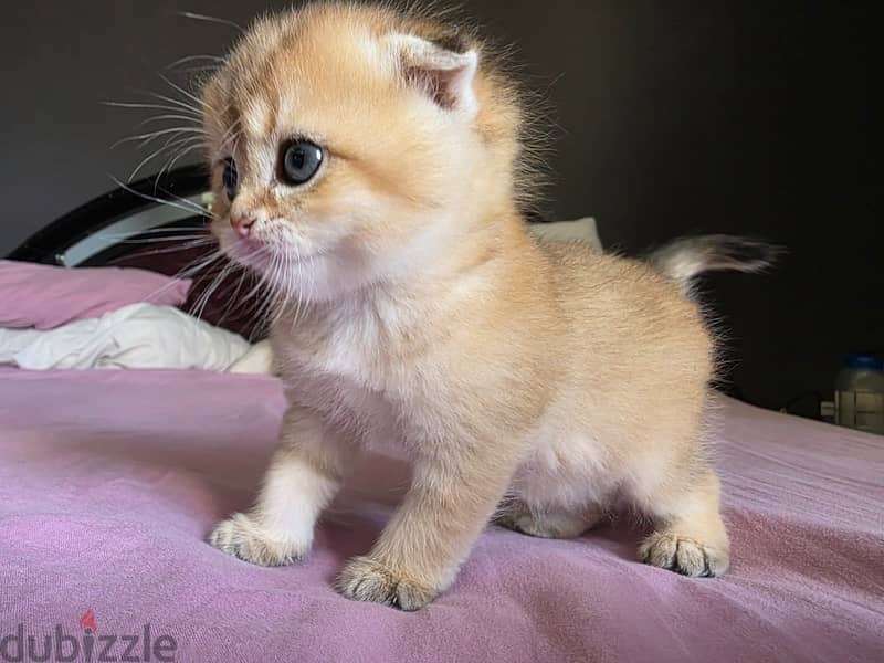British cats offer 1