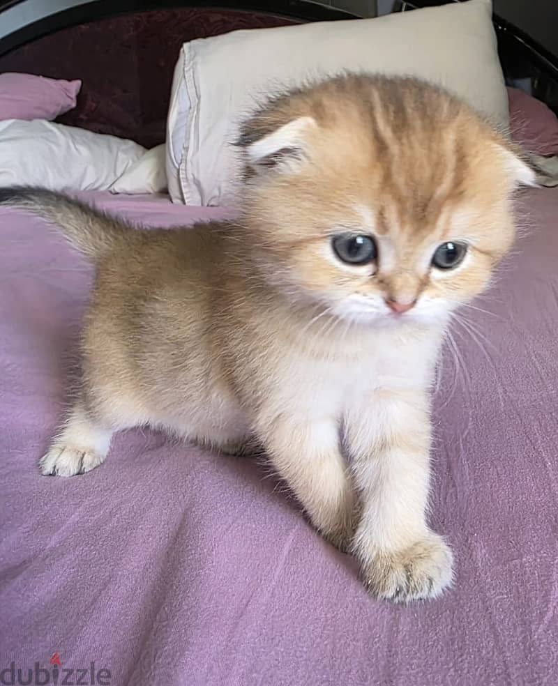 British cats offer 2