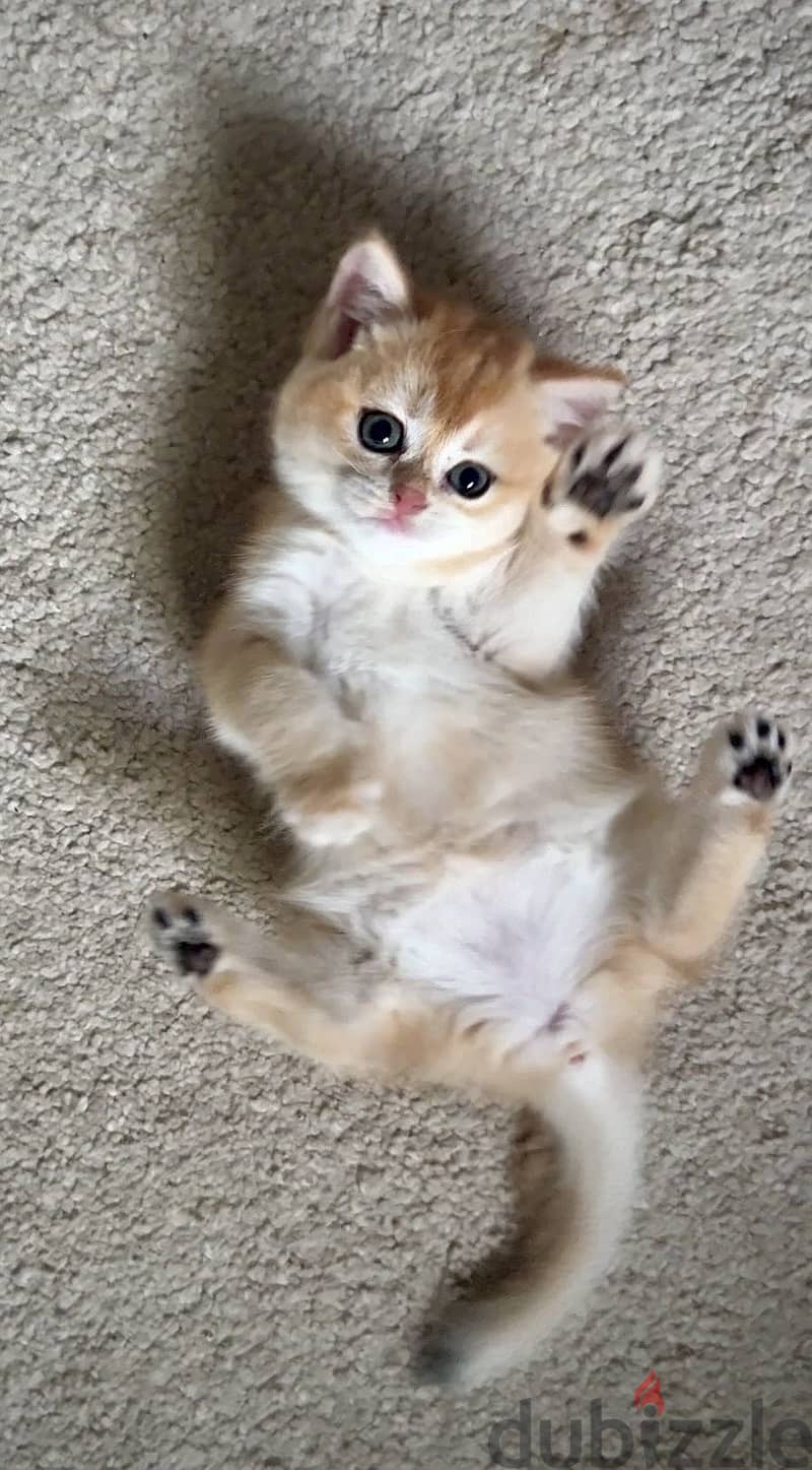 British cats offer 3