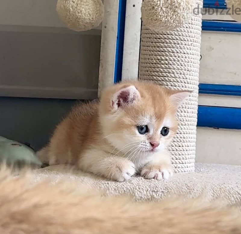 British cats offer 4