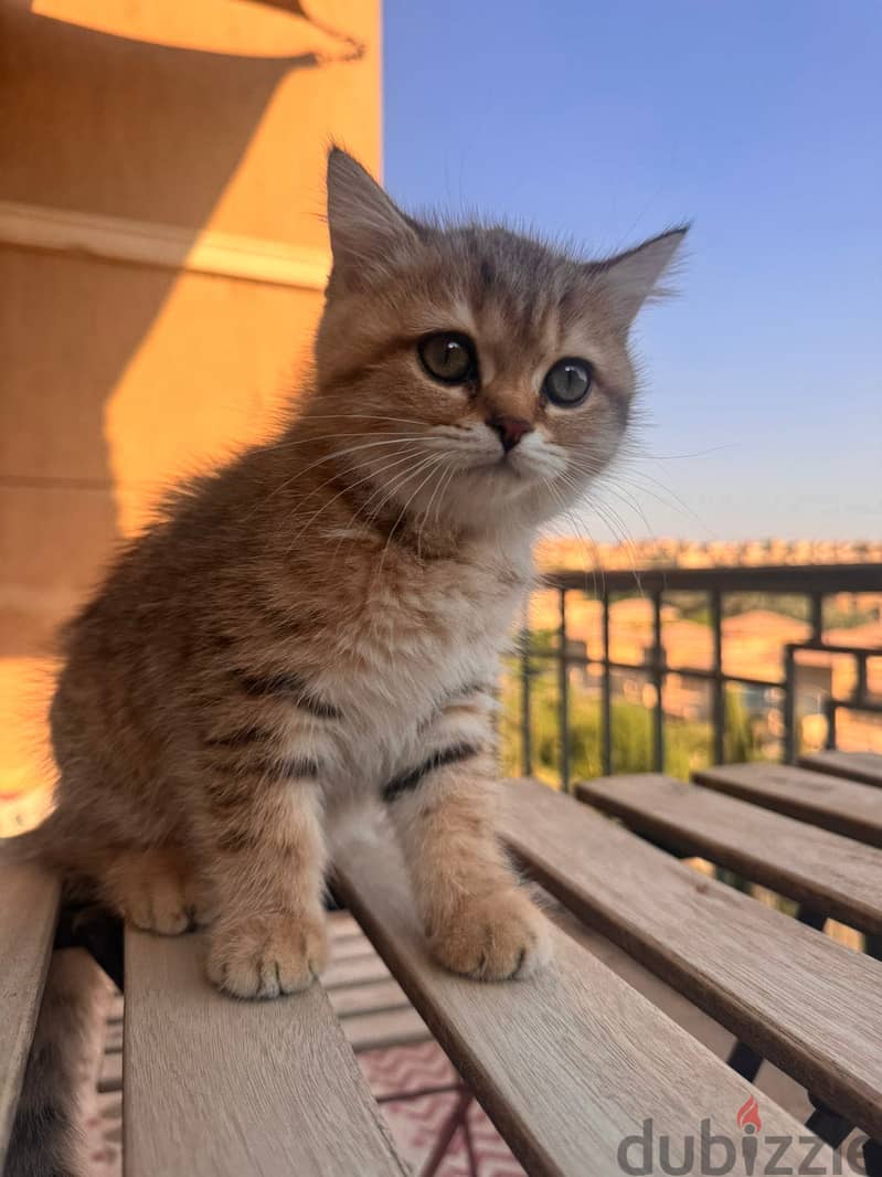 British cats offer 6