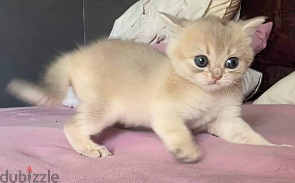 British cats offer 7