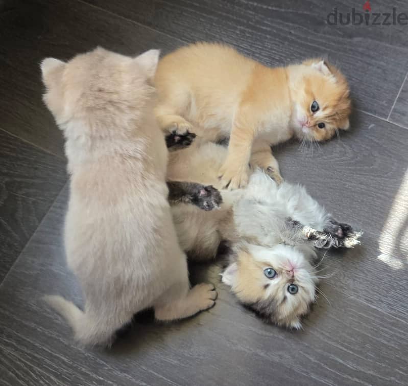 British cats offer 8