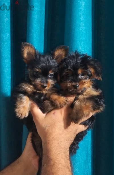 جراوي يوركشاير تيك اب بيور ذكور - إناث | Pure Yorkshire Teacup Puppies