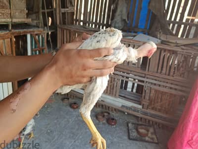 اسره حجازى   واسره فيتنامي متاح بدل بعصافير