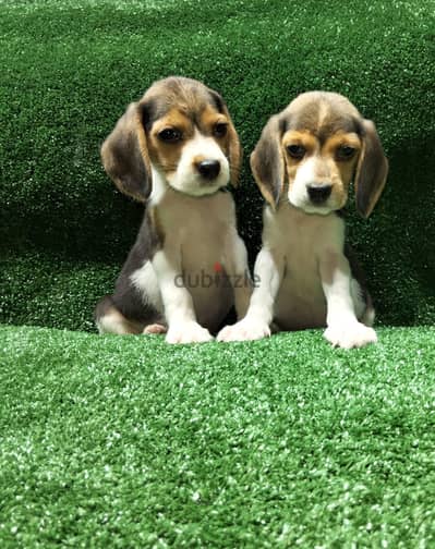 جراوي بيجل بيور إناث (50 يوم) مطعمة - Pure Female Beagle