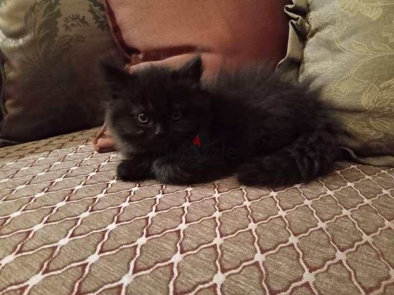 Himalayan Kittens 2