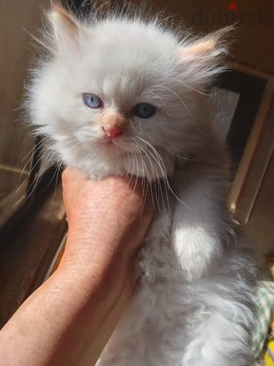 Himalayan Kittens