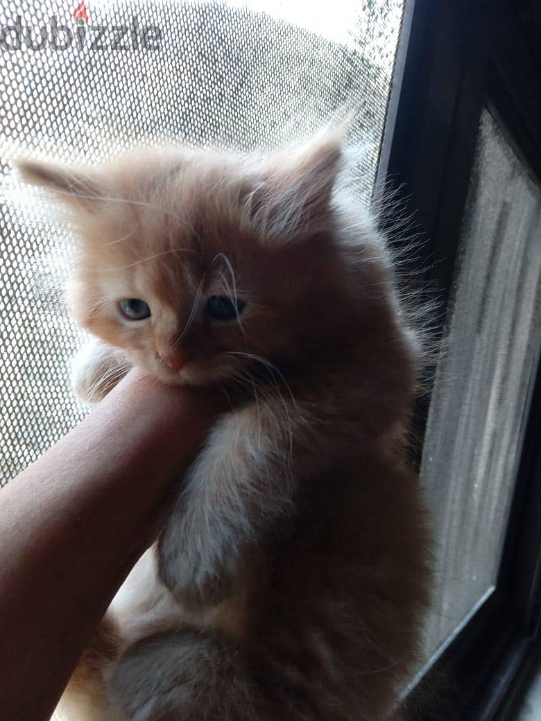 Himalayan Kittens 3
