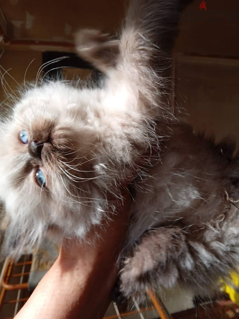 Himalayan Kittens 1