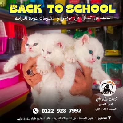 قطط شيرازي عمر 40 يوم - ذكر و انثي