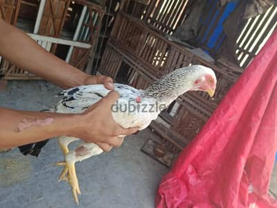 اسره حجازى ديك 2برابر واسره فيتنامي ديك وبربره عمر 3شهور