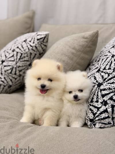 Pomeranian puppy بومرينيان