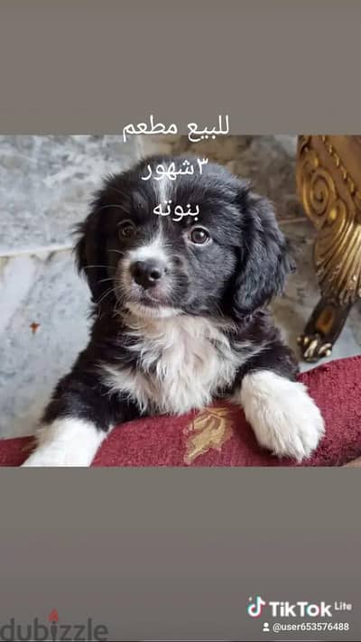 كلب جريفون