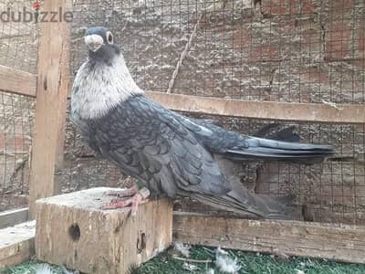 مطلووووب نتايه قطقاطيه مستوي مميز