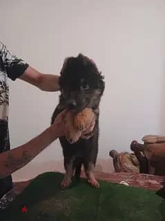 حيرمن شيبرد لونج هير