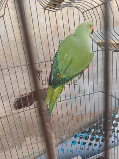 للبيع دكر دره هندى شاب