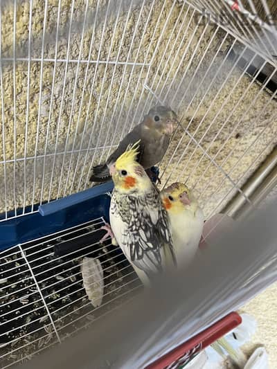 3 cocktiel birds