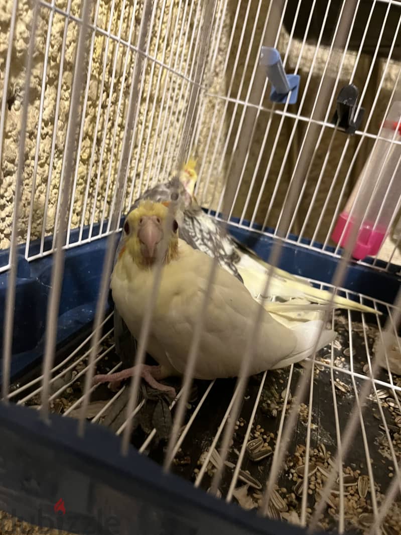 3 cocktiel birds 1