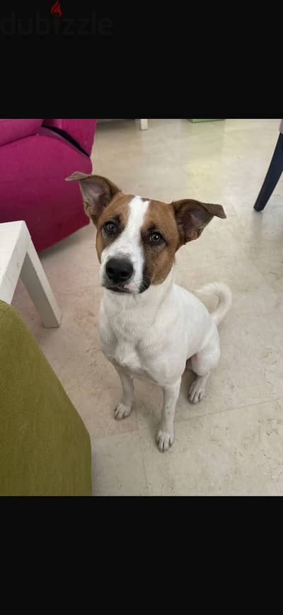 Jack Russell Terrier