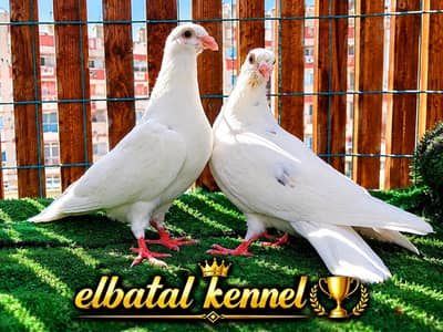 بفضل الله مجموعه زغاليل حمام