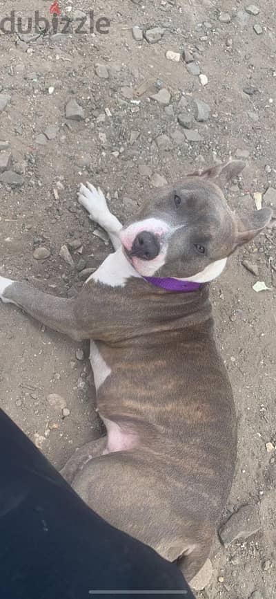 Pitbull Dog