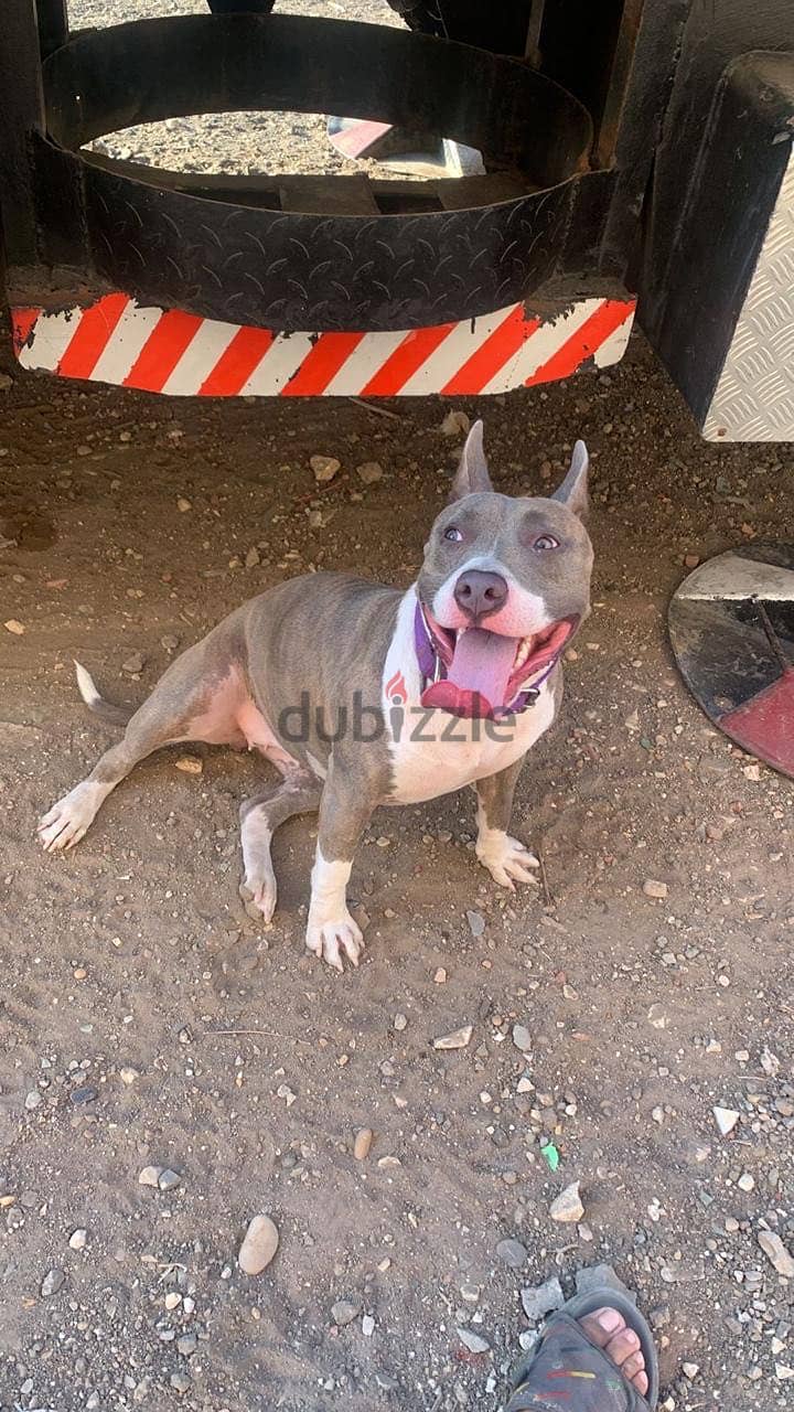 Pitbull Dog 1