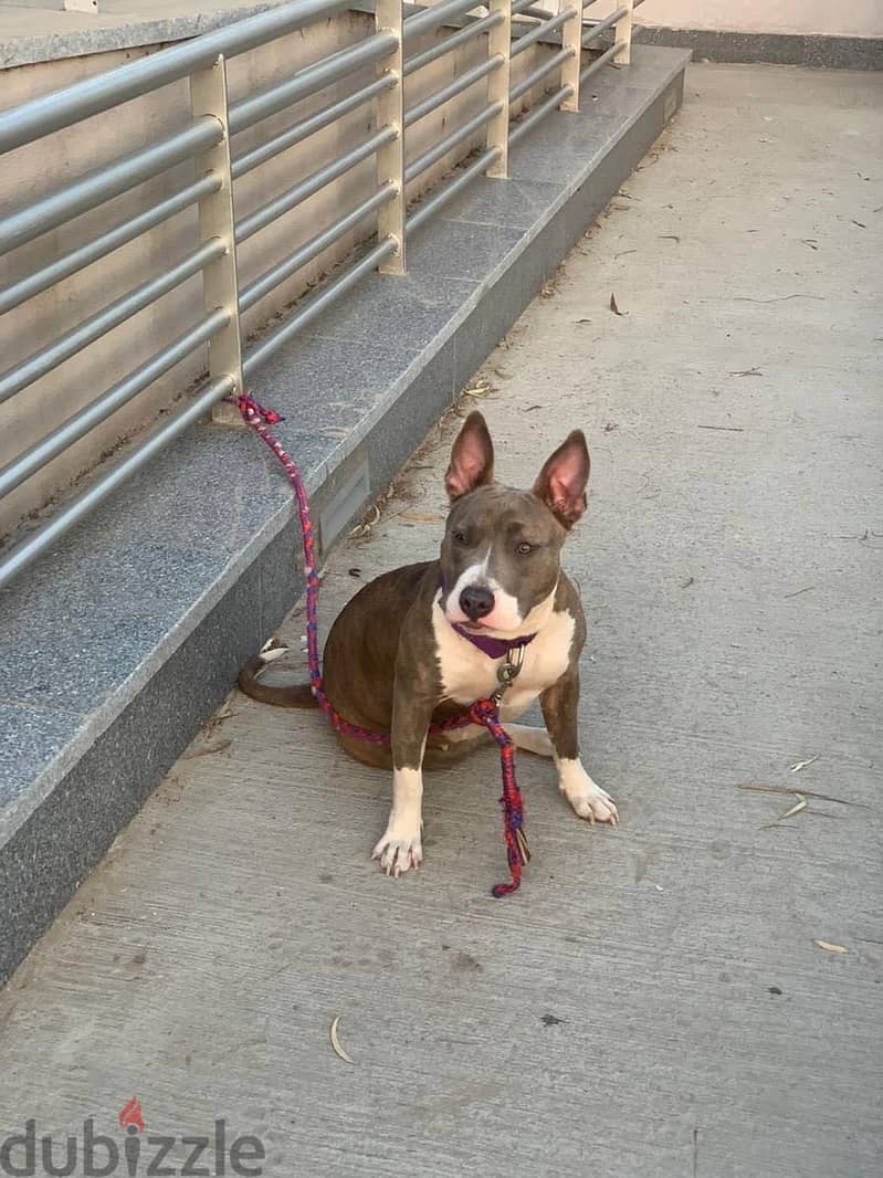 Pitbull Dog 2