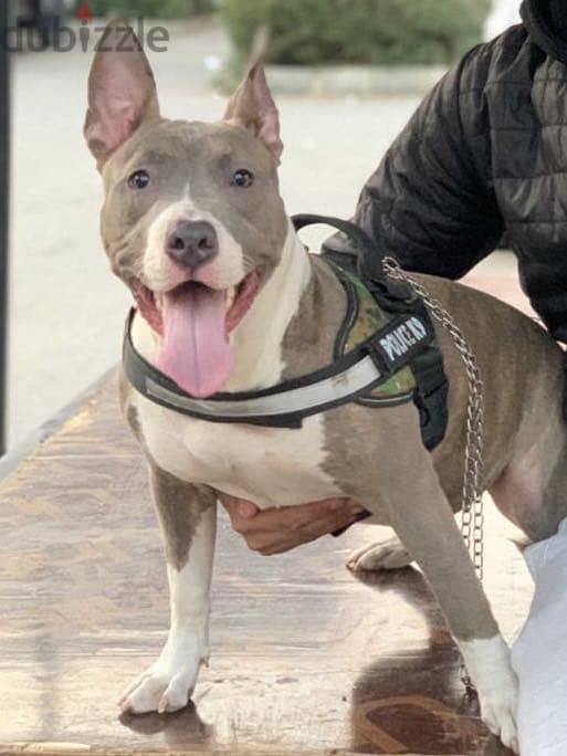 Pitbull Dog 3