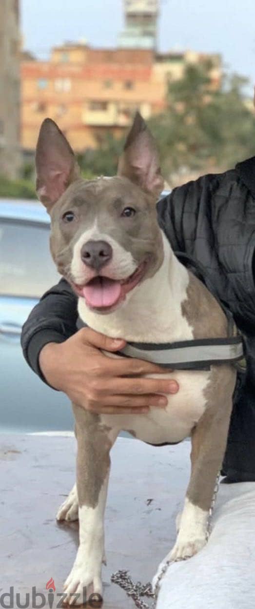 Pitbull Dog 4