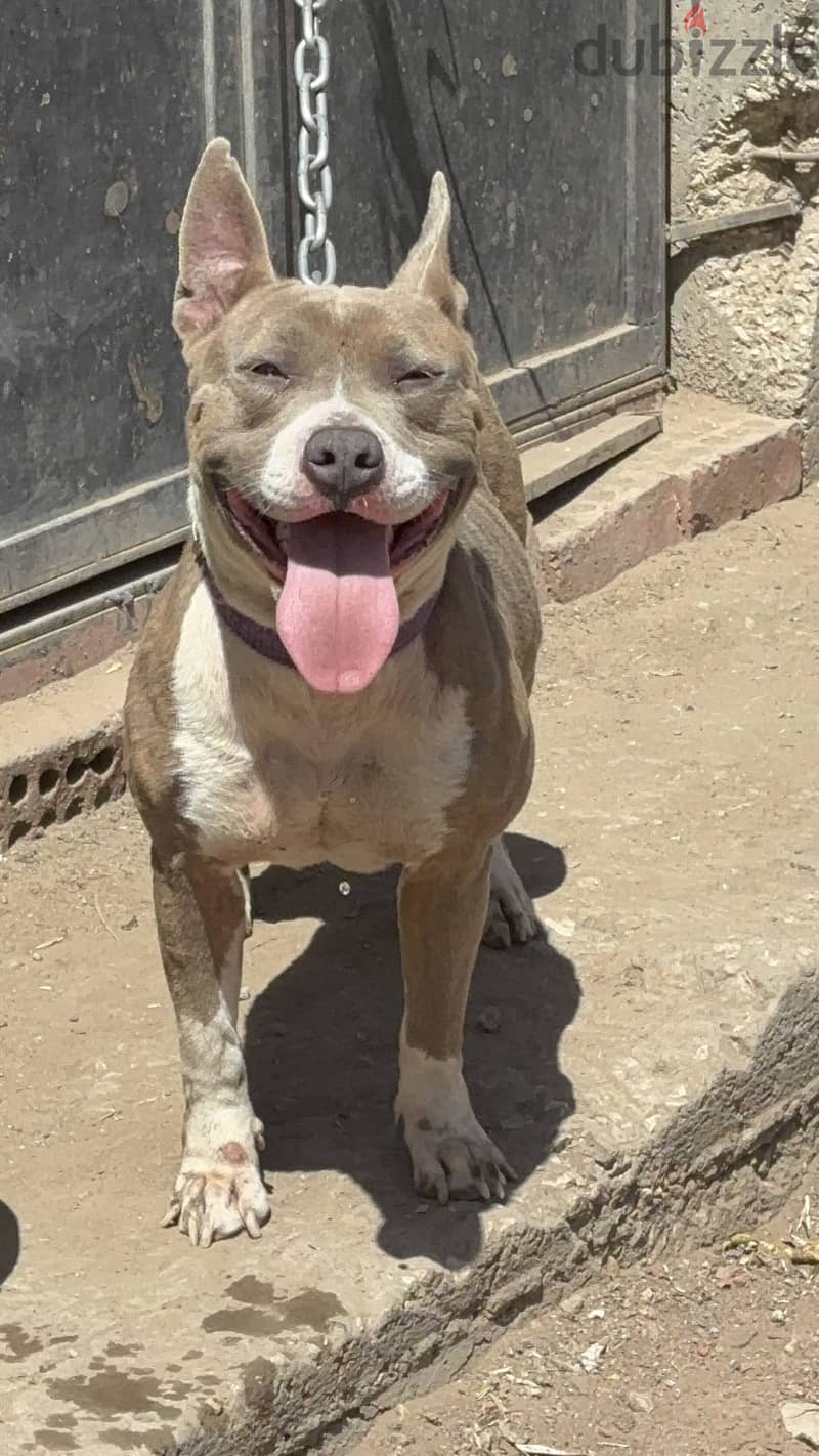 Pitbull Dog 5