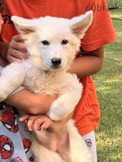White German Shepherd